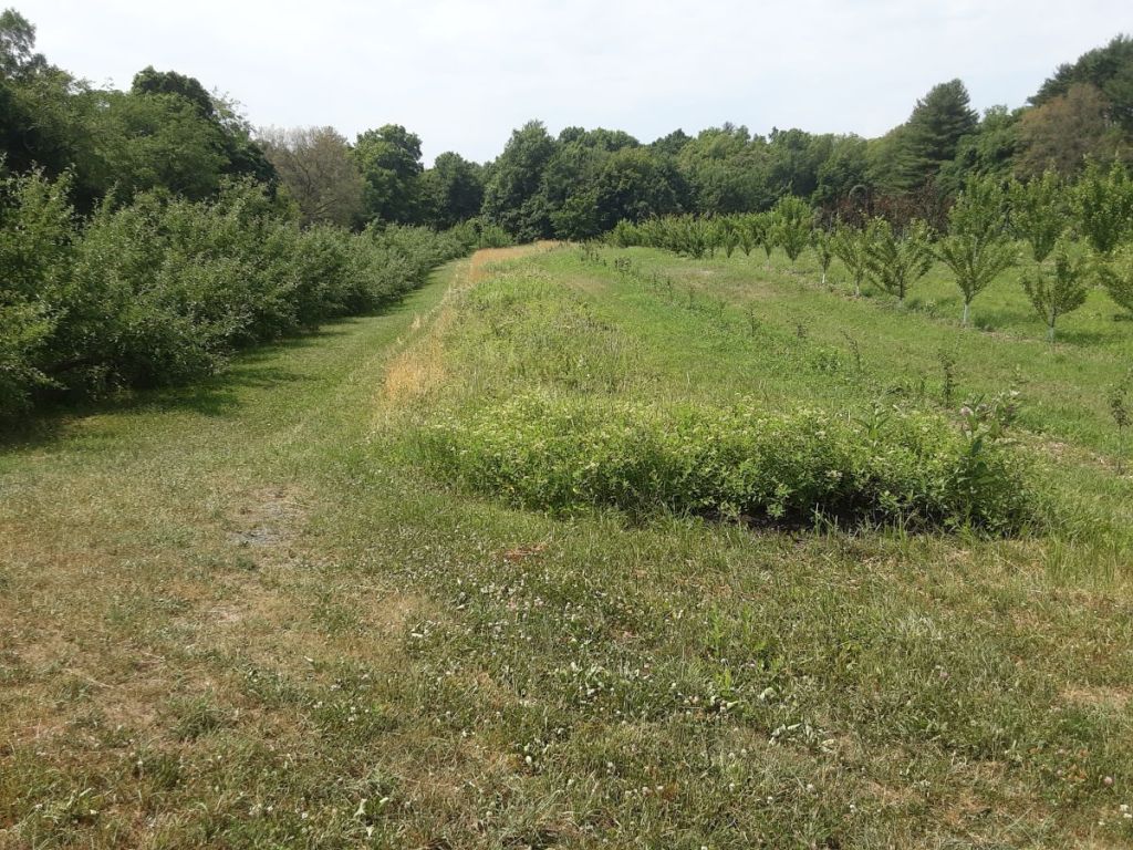 orchard with taller herbaceous aeras