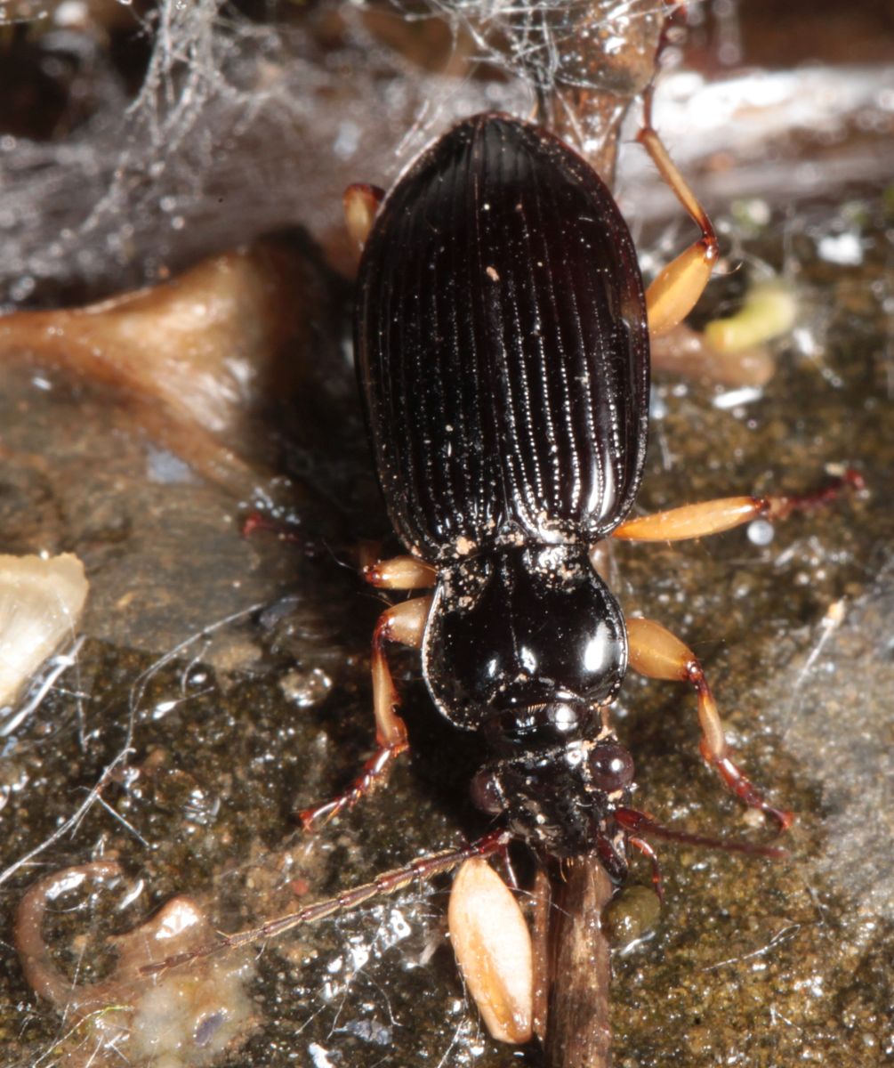 DeliciousTaylormade BeeAroundLil’BEEtle Malt traps draw your dung beetles