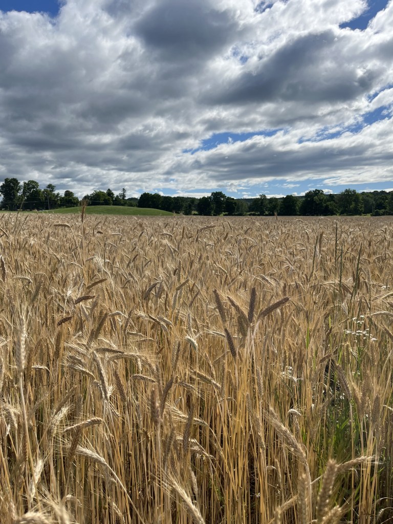 This image has an empty alt attribute; its file name is img_8392-1.jpg