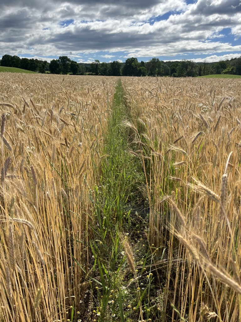 This image has an empty alt attribute; its file name is img_8394-1.jpg