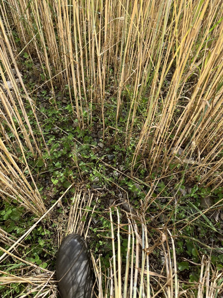 This image has an empty alt attribute; its file name is img_8396.jpg