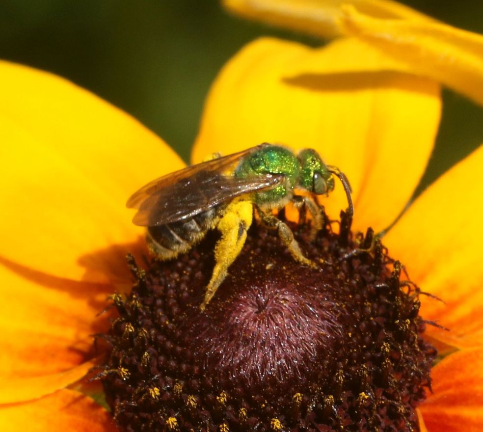 Green Sweat Bee on Black-eyed Susan