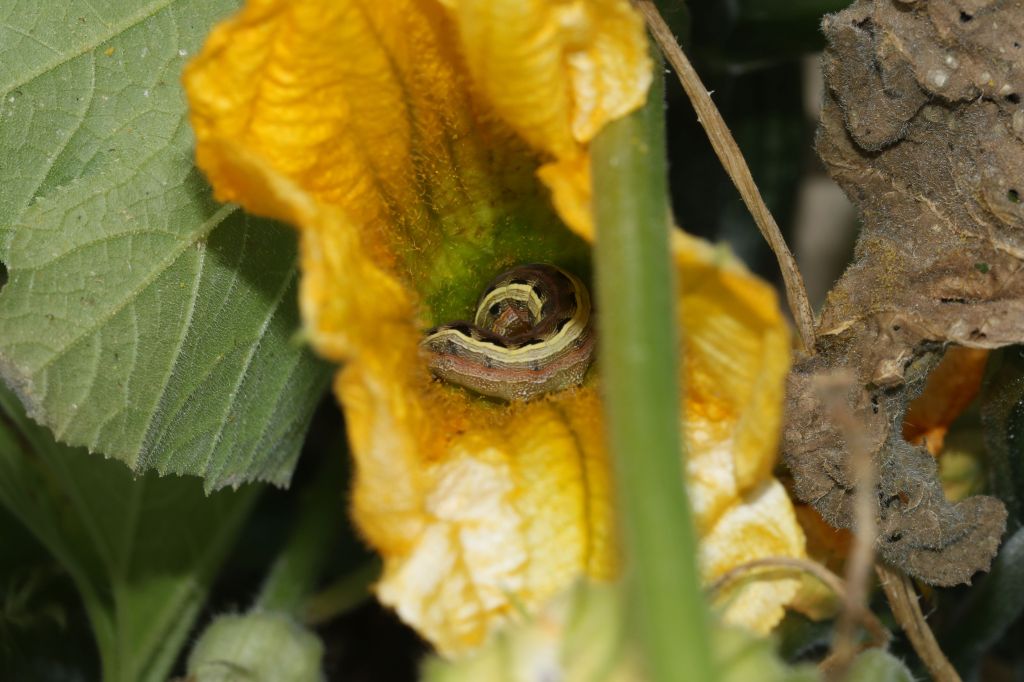 caterpillar in squash flower