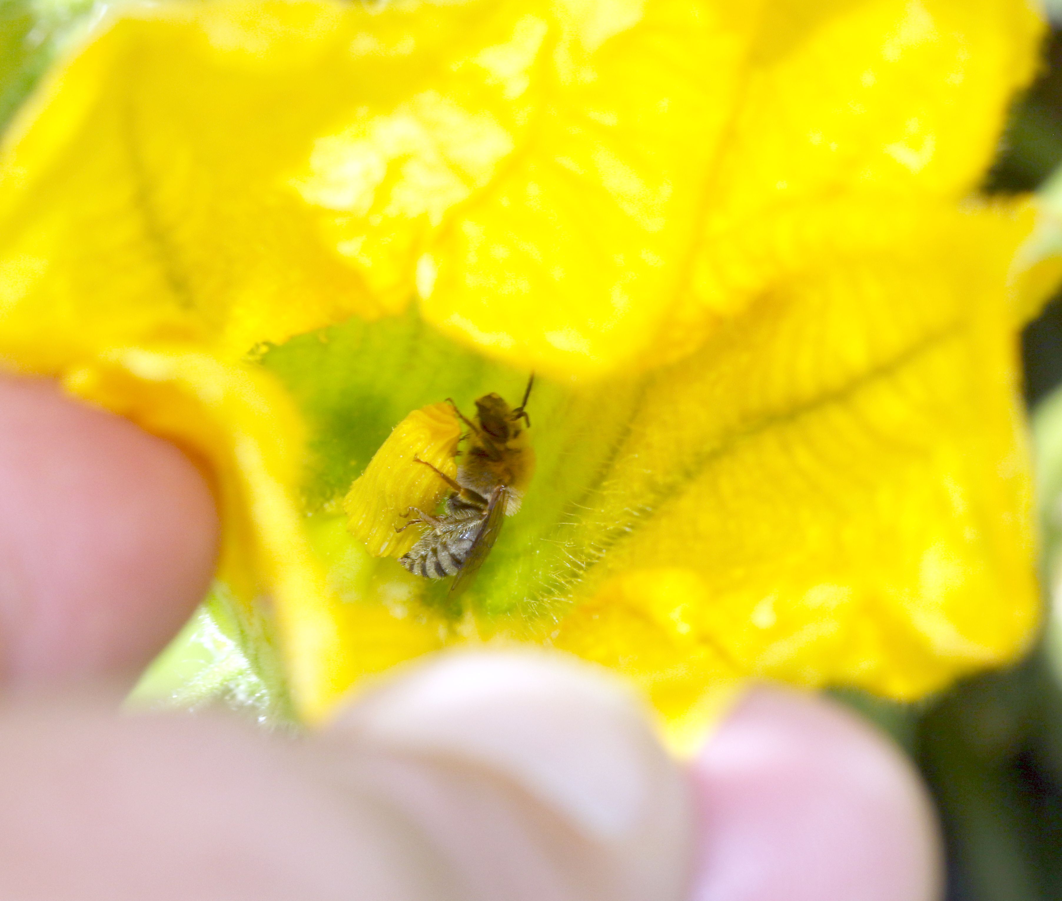 Incognito - Bees+Things+Flowers 国内プロモEP Incognito - Bees+Things+Flowers 国内プロモEP