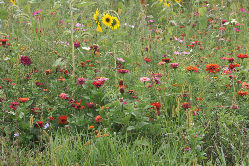 diverse seeded flowers