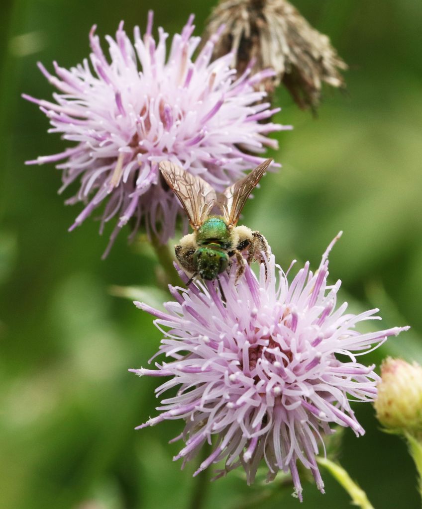 Green Sweat Bee on thistle