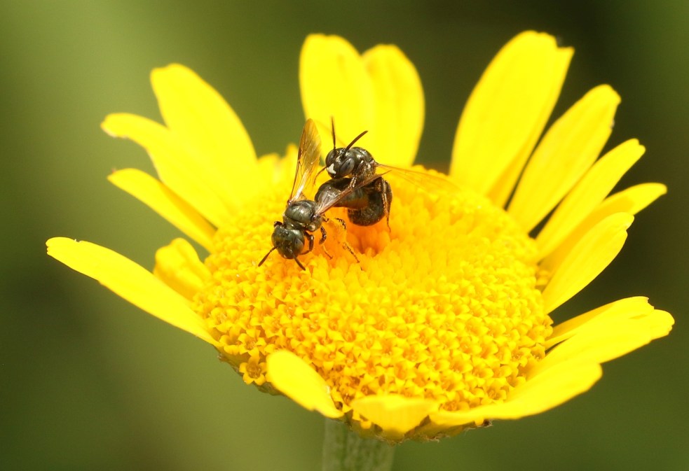 little green sweat bee mating