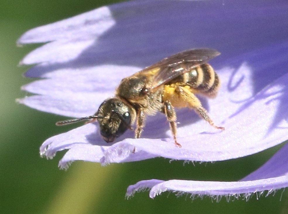 Halictus bee on Chicory flower