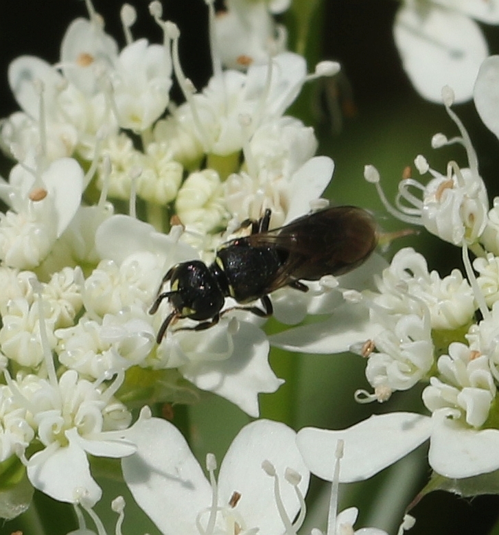 Hylaeus bee on White Lace flowers