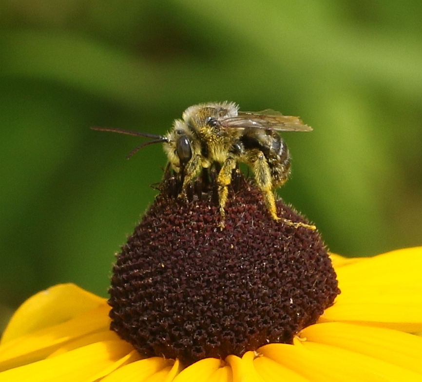 Melissodes bee on Black-eyed Susan