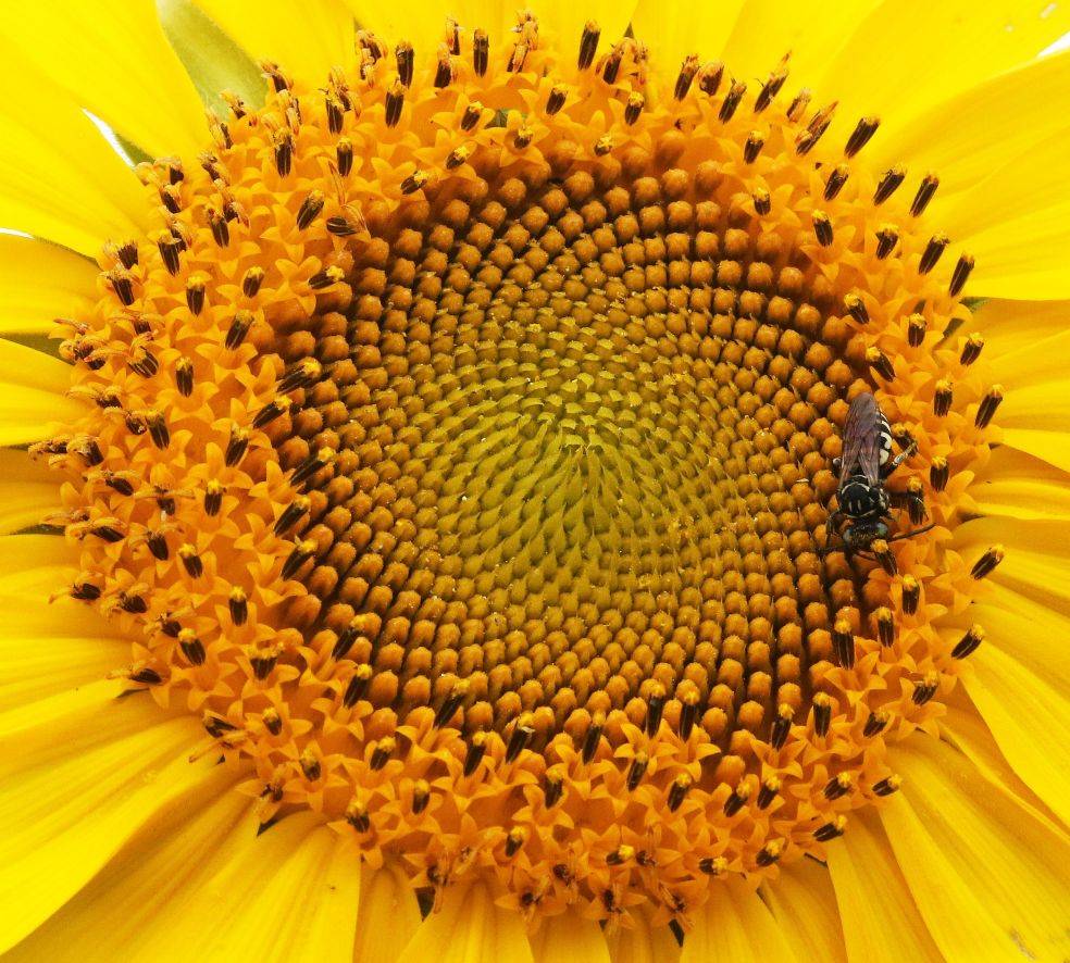 parasitic bee on sunflower