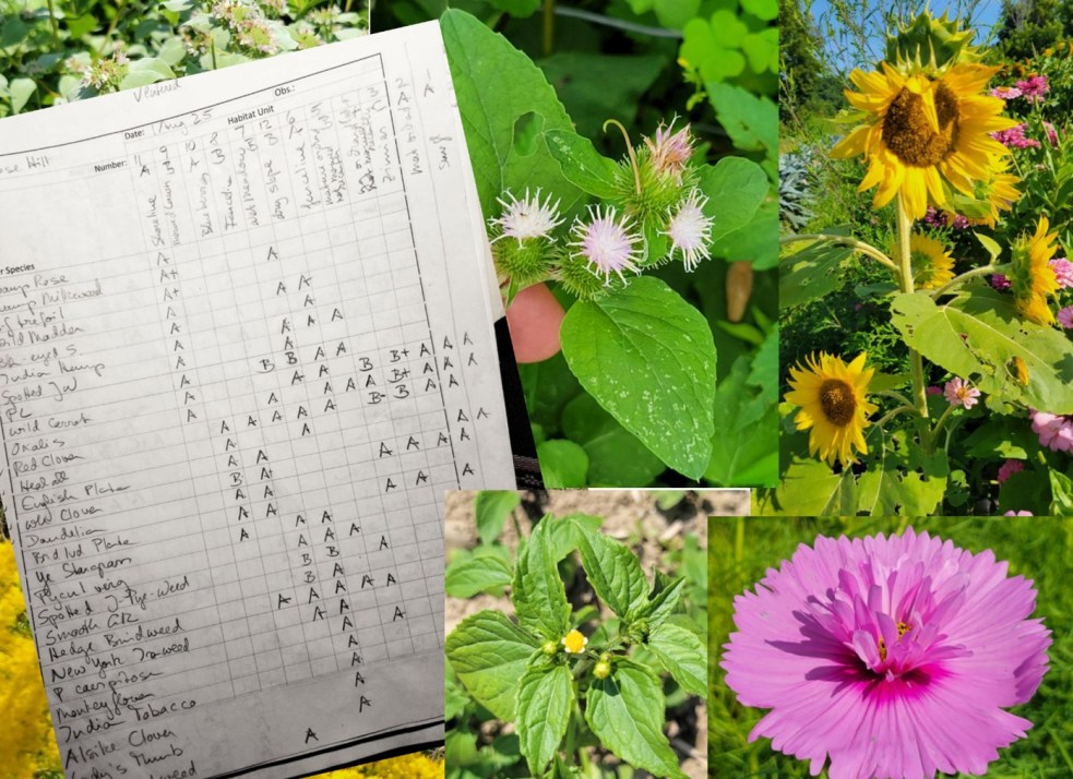 flowers and data sheet