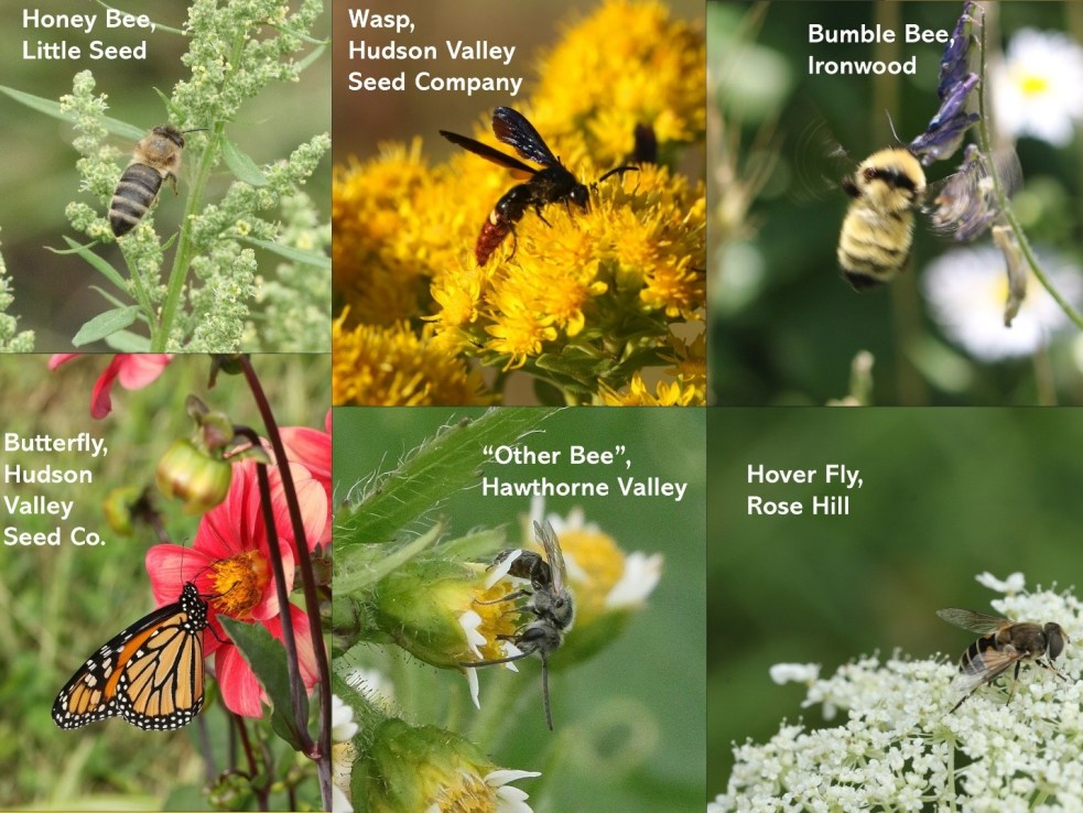 composite of different insect groups included